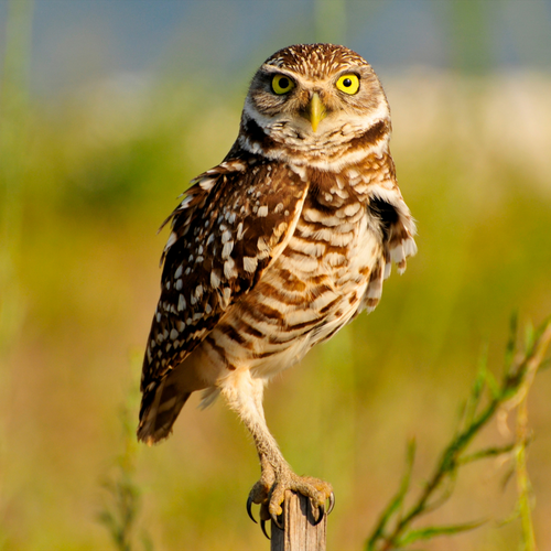 Rising from the Underground: The Burrowing Owl Conservation Efforts by The Wilder Institute